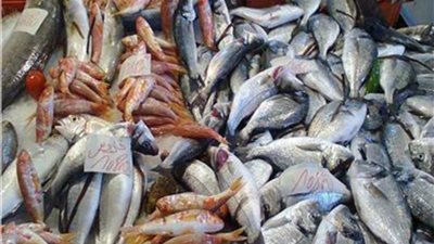 جمبري جامبو بـ 585..أسعار الاسماك بالسوق المصري 