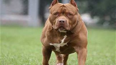 القبض على الخادمة.. تطورات جديدة بقضية كلب الإعلامية أميرة شنب