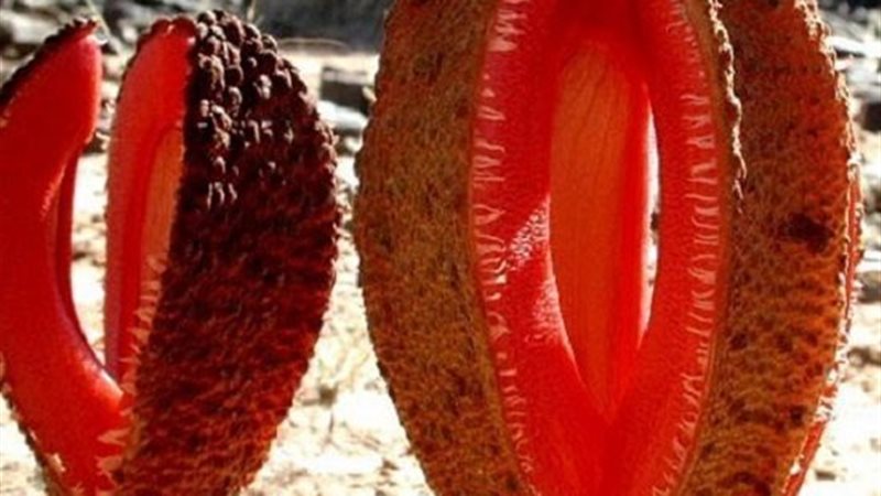 هيدنورا-أفريكانا-550x330||HydnoraAfricanaKarasburgDistrictN