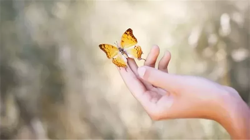 الفراشة