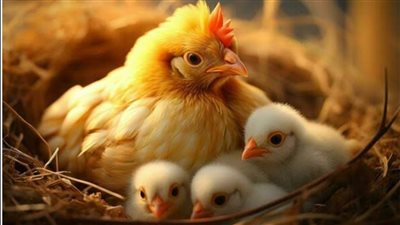 تراجع أسعار الفراخ والكتاكيت بـ منتصف تعاملات اليوم الاثنين