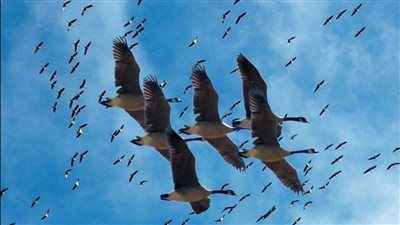 في يومها العالمي.. أسباب الاحتفال بالطيور المهاجرة مرتين خلال العام