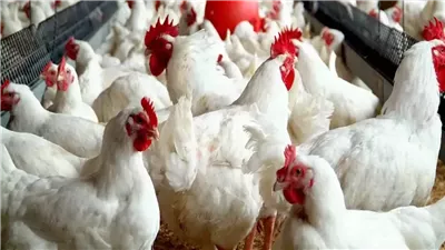 انخفاض طفيف في أسعار الفراخ بالأسواق اليوم الاثنين