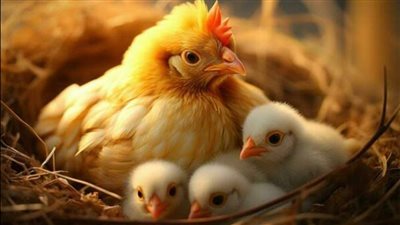 استقرار أسعار الفراخ البيضاء بالأسواق اليوم 