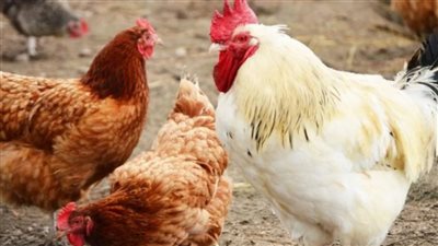 تصل لـ 70 جنيها.. انخفاض أسعار الفراخ بـ الأسواق المصرية