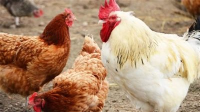 استقرار أسعار الفراخ بمنتصف تعاملات اليوم الثلاثاء