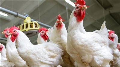 استقرار أسعار الفراخ البيضاء والكتاكيت بالأسواق اليوم الأحد