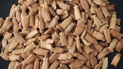 مفيد للكبد والقلب.. أبرز فوائد اللب الخشب