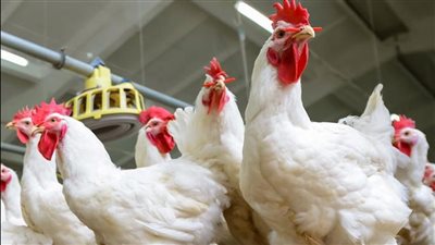 استقرار أسعار الفراخ البيضاء بـ الأسواق المصرية