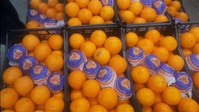 تعرف على موعد بدء تصدير موسم البرتقال 2024/2025