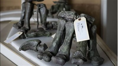 ماذا تعرف عن حفرية الديناصور الأخضر الوحيدة في العالم بمتحف لوس أنجلوس؟