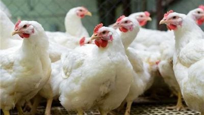 أسعار الفراخ والبيض بالمزارع والأسواق اليوم الأحد