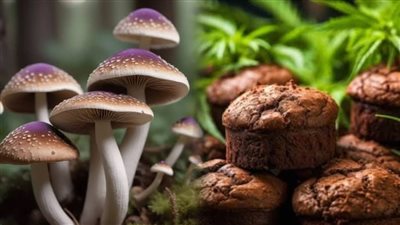 تأثيره يبقى لـ 8 ساعات.. الآثار السلبية لمخدر «الماجيك مشروم»