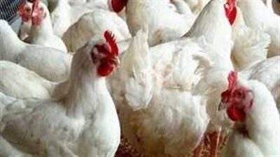 سعر الفراخ البيضاء وكرتونة البيض بالأسواق والمزارع 