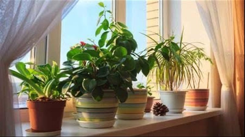 النباتات على الشرفة
