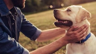 هل تمنع الملائكة من دخول البيت لوجود كلب أو صورة؟.. الفتوى تجيب