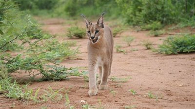 رمزًا للقوة والذكاء.. كيف هاجم الوشق المصري جنود الاحتلال على الحدود؟