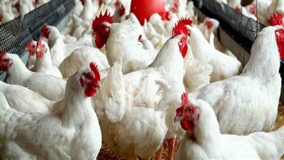 ارتفاع أسعار الفراخ اليوم الأربعاء 25 يونيو 2025 في بورصة الدواجن