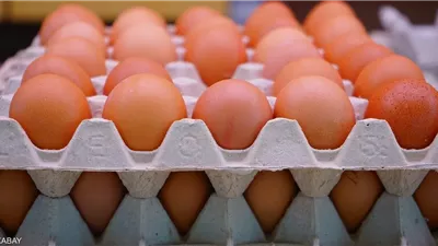 بعد موجات الغلاء.. سعر كرتونة البيض اليوم الخميس17-4-2025