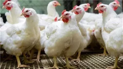 «استقرار شتوي» يرفع سعر الدواجن اليوم الأحد 26 أكتوبر