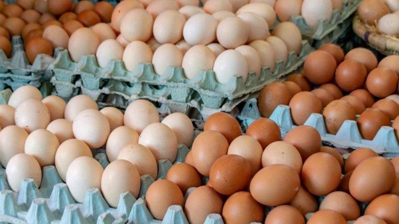 سعر كرتونة البيض