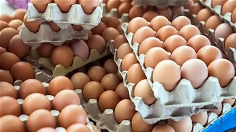 سعر كرتونة البيض