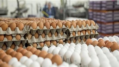  أسعار البيض اليوم الإثنين 21 أبريل 2025: استقرار في السوق المحلية
