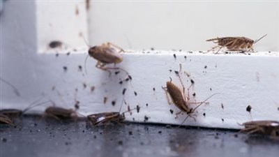 ودعي الصراصير والناموس نهائيًا بهذه الطريقة الفعّالة في الصيف