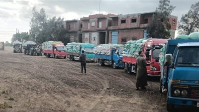 توريد 9203 أطنان من القمح حتى صباح اليوم.. جهود مستمرة في البحيرة