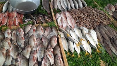أسعار الأسماك في الأسواق اليوم.. البلطي بـ115 جنيها والكاليماري بـ340
