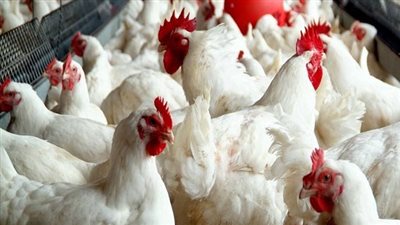 أسعار الدواجن اليوم الأحد 6 يوليو.. الأسعار من المزرعة إلى المستهلك