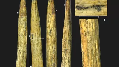 رمح لعظام ثور دليل على أن « إنسان نياندرتال» طور أدوات الصيد
