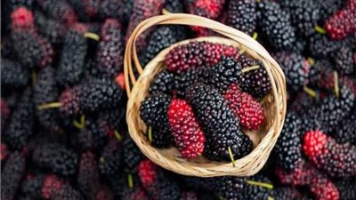 رجع موسم التوت.. اكتشف لماذا يصفه الأطباء بـ«سوبر فاكهة» الموسم