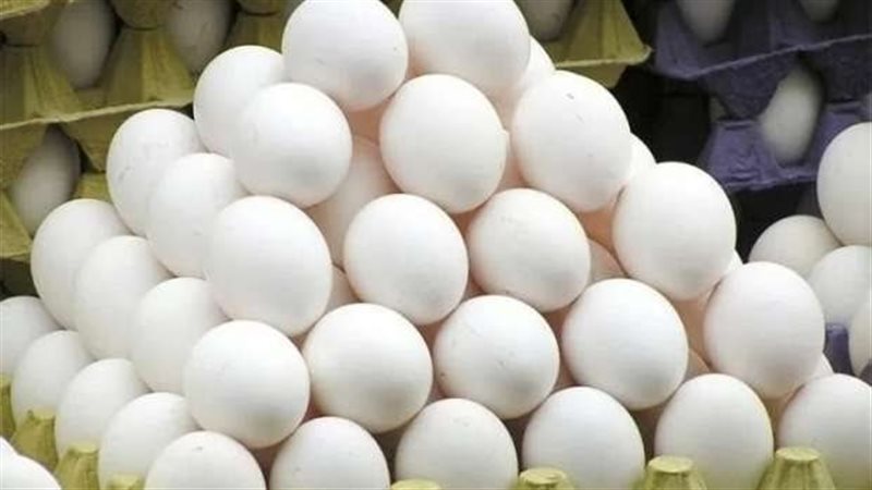 القارئ نيوز