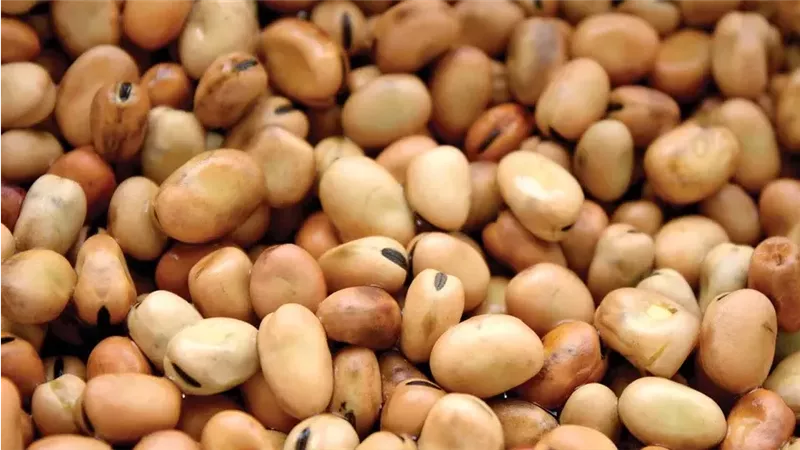 القارئ نيوز