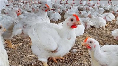 قفزة جديدة في أسعار الدواجن اليوم 16-9-2025 بالأسواق