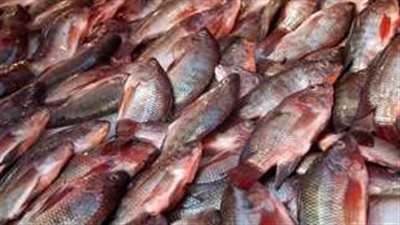 أسعار الأسماك في مصر اليوم الأحد 15 يونيو.. وارتفاع في أنواع فاخرة