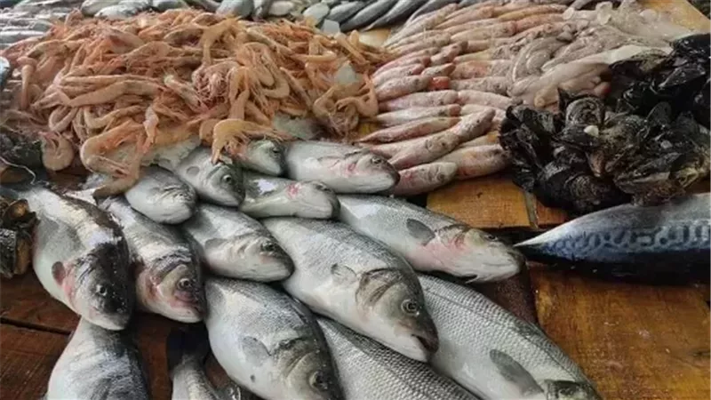 القارئ نيوز