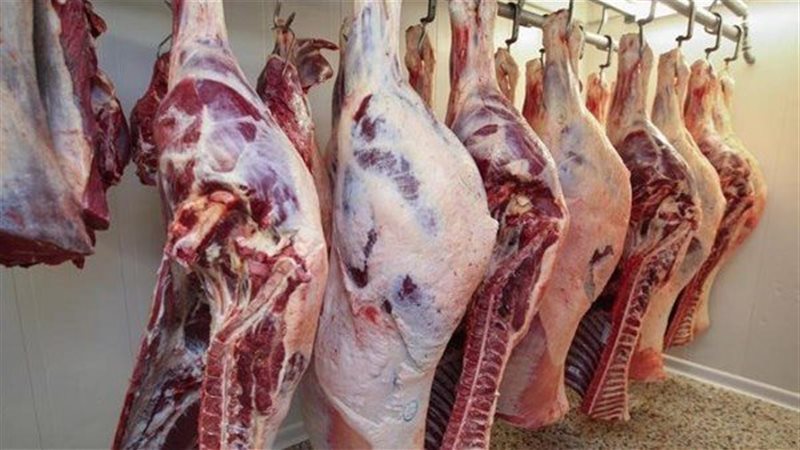 القارئ نيوز