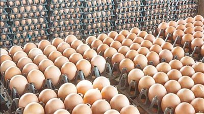 أسعار البيض تواصل الارتفاع اليوم الأحد.. كرتونة الأحمر بـ140 للمستهلك