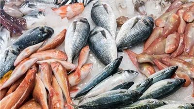 ارتفاعات متباينة في أسعار الأسماك اليوم الأربعاء 