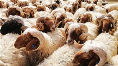 هل الأضحية تكفي عن الفرد أم تشمل أسرته كاملة؟.. دار الإفتاء تجيب