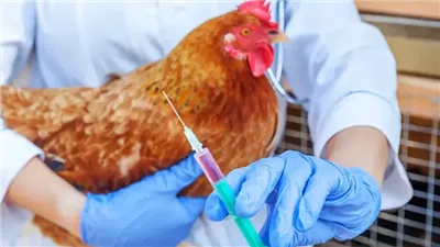 «شائعة الفيروس» تربك سوق الدواجن في مصر.. والحكومة ترد بحزم