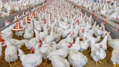 انخفاض أسعار الدواجن والبيض اليوم الأربعاء