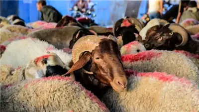 قبل ما تشتري أضحيتك.. اعرف أسعار التموين الرسمية للخراف والأبقار 