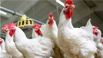 أسعار الفراخ اليوم الثلاثاء 5 أغسطس 2025.. استقرار في البورصة وارتفاع الساسو