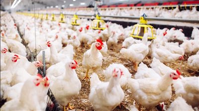  أسعار البيض وتراجع الدواجن اليوم الخميس 16 أكتوبر