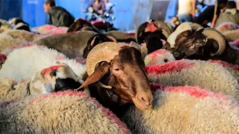 الخراف