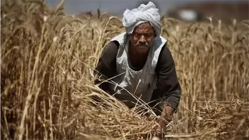 توريد القمح