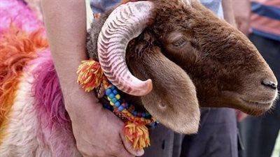 5 أفكار لغرس معنى الأضحية وقيمة العطاء في نفوس الأطفال.. التشجيع أهمها 